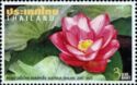 Thai Lotus - Nelumbo nucifera