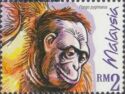 Bornean Orangutan (Pongo pygmaeus)