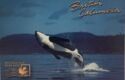 Orca (Orcinus orca) - British Columbia