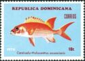 Squirrelfish (Holocentrus adscensionis)