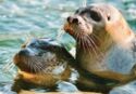 Seal - Aquarium du Quebec