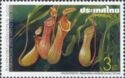 Nepenthes mirabilis (Lour.) Druce