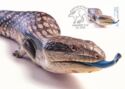 Blue-tongued Skink (Genus Tiliqua)