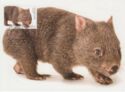 Wombat (Family Vombatidae)