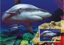 Grey Reef Shark (Carcharhinus amblyrhynchos)