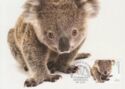 Koala (Phascolarctos cinereus)