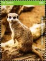 Meerkat (Suricata suricatta)