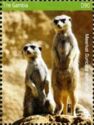 Meerkat (Suricata suricatta)