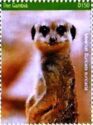 Meerkat (Suricata suricatta)