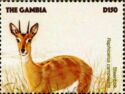 Steenbok (Raphicerus campestris)