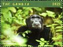 Common chimpanzee (Pan troglodytes)