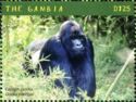 Eastern gorilla (Gorilla beringei)