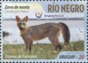 Crab-eating Fox (Cerdocyon thous)