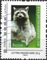 Racoon Parc des Mamelles