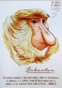 Proboscis Monkey (Nasalis larvatus)