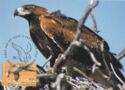 Wedge-tailed Eagle (Aquila audax)