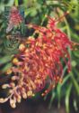“Superb” Grevillea 1981
