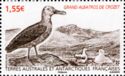 Light-mantled Albatross (Phoebetria palpebrata)