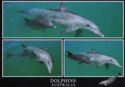 Bottlenose Dolphins (genus Tursiops) - Australia