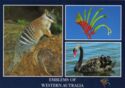 Western Australia Emblems