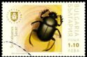 Sacred scarab (Scarabaeus sacer)