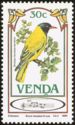 Black-headed Oriole (Oriolus larvatus)