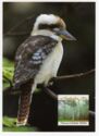 Laughing Kookaburra (Dacelo novaeguineae)