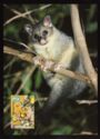 Ring-tailed Possum (Pseudocheirus peregrinus)