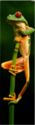 Tree frog