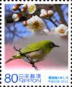 Plum Tree Flower (Prunus Mume var Bungo), Japanese White-eye