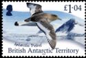 Antarctic Petrel (Thalassoica antarctica)