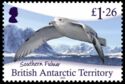 Southern Fulmar (Fulmarus glacialoides)
