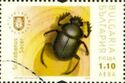 Sacred scarab (Scarabaeus sacer)