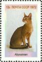 Abyssinian