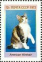 American Wirehair