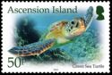 Green Sea Turtle