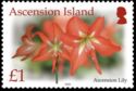 Ascension Lily