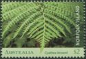 Norfolk Island Tree Fern (Cyathea brownii) Open Frond