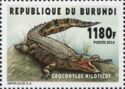Common Crocodile (Crocodulus niloticus)