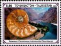 Ammonite cleoniceras - Pamir Mountains