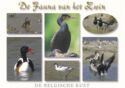 Birds of the Belgian coast