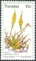 Bulbine natalensis