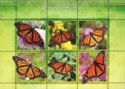 Butterflies - Monarch butterflies