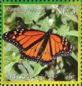 Monarch butterflies