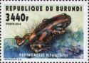 Red-banded Rubber Frog (Phrynomerus bifasciatus)