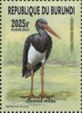 Black Stork (Ciconia nigra)