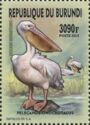 Great White Pelican (Pelecanus onocrotalus)