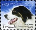 Tornjak (Canis lupus familiaris)
