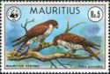 Mauritius Kestrel (Falco punctatus)