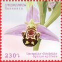 Bee Orchid (Ophrys apifera)